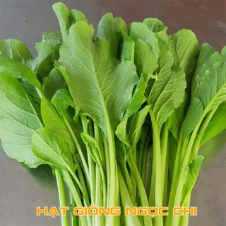 Hạt Giống Rau Cải Ngọt - 20Gr/Gói