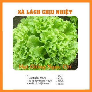 Hạt Giống Xà Lách Chịu Nhiệt - 5Gr