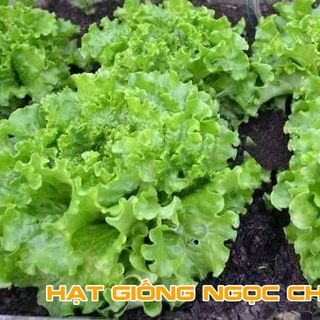 Hạt Giống Xà Lách Chịu Nhiệt - 5Gr