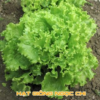 Hạt Giống Xà Lách Chịu Nhiệt - 5Gr