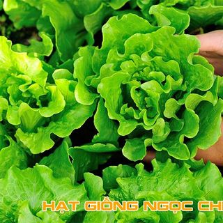 Hạt Giống Xà Lách Chịu Nhiệt - 5Gr