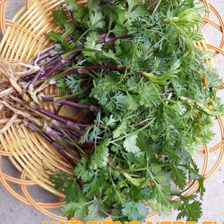Hạt Giống Rau Mùi Cồn Tía (Rau Thơm) - 20Gr