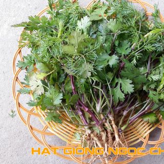 Hạt Giống Rau Mùi Cồn Tía (Rau Thơm) - 20Gr