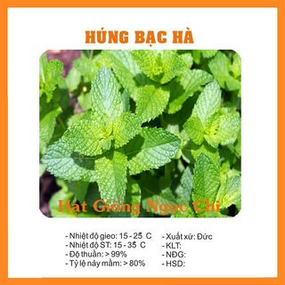 Hạt Giống Rau Húng Bạc Hà (Húng Lủi) - 0.1Gr