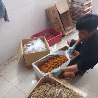 Trứng cút bắc thảo