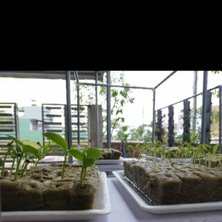 Giá thể trồng rau Rockwool Thủy canh, khí canh, aquaponic