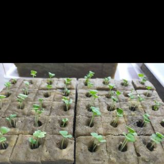 Giá thể trồng rau Rockwool Thủy canh, khí canh, aquaponic