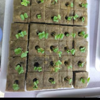Giá thể trồng rau Rockwool Thủy canh, khí canh, aquaponic