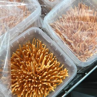 Đông Trùng Hạ Thảo