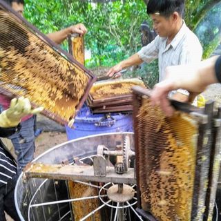 mật ong hoa cà phê tây nguyên
