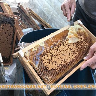 mật ong hoa cà phê tây nguyên