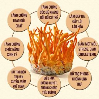 Tửu đông trùng hạ thảo sâm