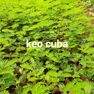 Hạt giống keo cuba