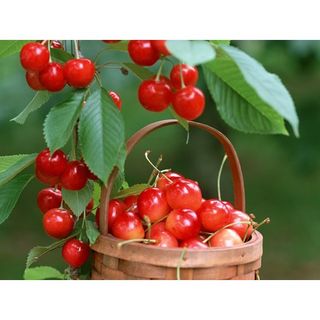 Gói Hạt Giống Quả Anh Đào Cherry - 10 hạt giá sỉ