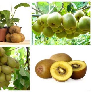 Gói Hạt Giống Quả Kiwi 30 Hạt giá sỉ