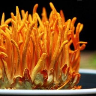 Nấm đông trùng hạ thảo