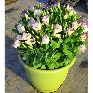 Hạt Giống Hoa Cát Tường Mix