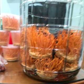 Nấm đông trùng hạ thảo