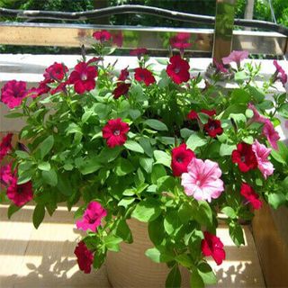 [GÍA GỐC] Hạt Giống Dạ Yến Thảo Mix - 50 hạt