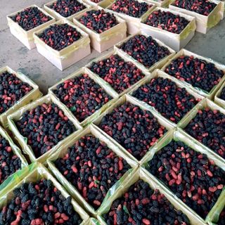Dâu tằm tươi Đà Lạt - Đặc sản Đà Lạt