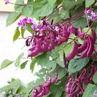 Hạt Giống Đậu Ván Tím - 10 Hạt