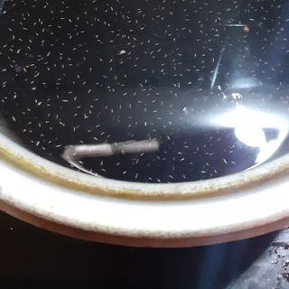 Đậu đen xanh lòng