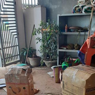 Đậu đen xanh lòng