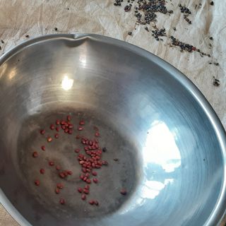 Đậu đen xanh lòng