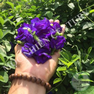 Trà hoa đậu biếc - túi zipper giấy 30gr