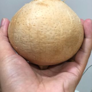 Dừa Xiêm Trọc Bến Tre