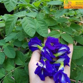 Hạt giống hoa đậu biếc Rạng Đông
