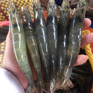 Thức ăn cho tôm sú cỡ li vừa 20KG