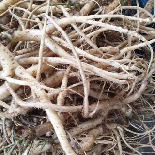 Mứt sâm nam ( Đẳng Sâm) chuyên sỉ lẻ