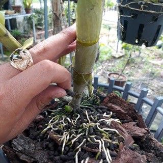 Phân trùn quế viên nén