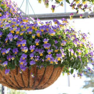 Hạt giống hoa Viola rũ đơn nhiều màu F1508
