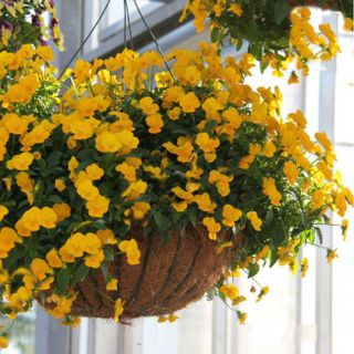 Hạt giống hoa Viola rũ đơn nhiều màu F1508