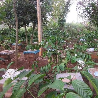 Mật ong nuôi hoa cà phê 500ml