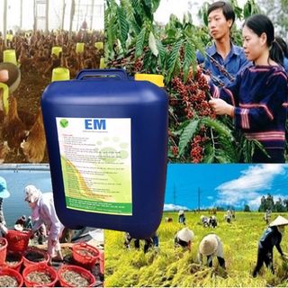 Chế Phẩm Sinh Học EM Gốc (EM1)