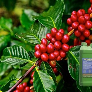 Chế Phẩm Sinh Học EMINA Can 2 Lít