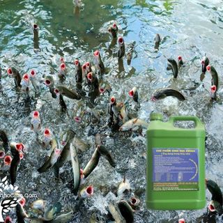 Chế Phẩm Sinh Học EMINA Can 2 Lít