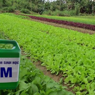 Chế Phấm Sinh Học EM Gốc (EM1) Can 2 Lít