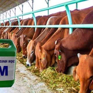 Chế Phấm Sinh Học EM Gốc (EM1) Can 2 Lít