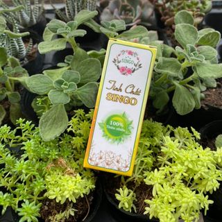 Tinh Dầu Trị Rạn SINGO - 100% Từ Thiên Nhiên