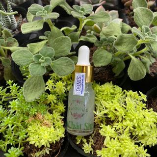 Tinh Dầu Trị Rạn SINGO - 100% Từ Thiên Nhiên