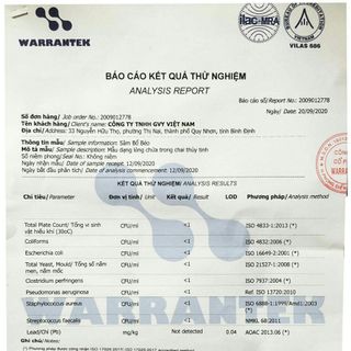 SÂM BỔ BÉO - GVY VIỆT NAM