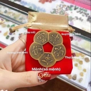 combo 10 hoa mai kim tiền - MSP 897