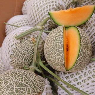 DƯA LƯỚI XUẤT KHẨU