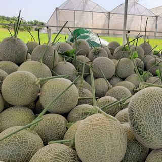 DƯA LƯỚI XUẤT KHẨU