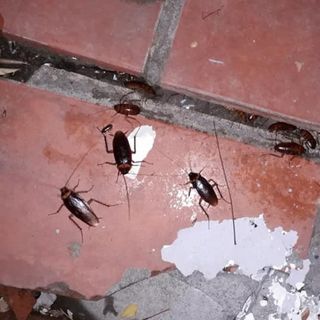 THUỐC DIỆT KIẾN - DIỆT GIÁN SINH HỌC ( 12ml ) - Mẫu mới Tinh chất cô đặc - Diệt nhanh thần tốc