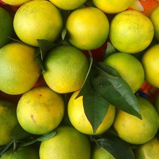 CAM MÁT SIÊU NGỌT